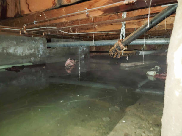 Best Water damage cleanup near me  in Panguitch, UT
