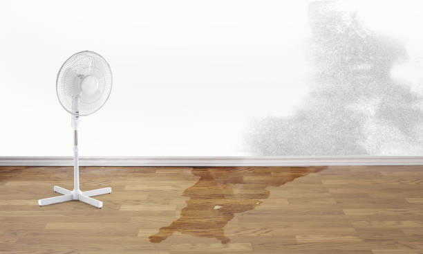 Best Local water damage restoration  in Panguitch, UT